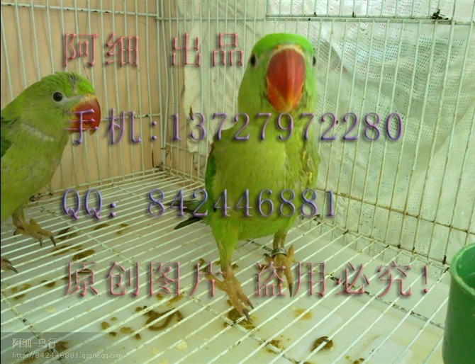 出售缅甸大种人工亚历山大鹦鹉bb 照片已上传