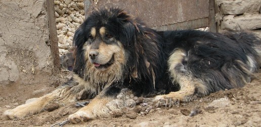 转 猛犬的无冕之王---中亚牧羊犬!(并附海量美图)