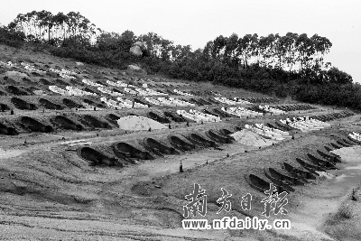 广东揭阳市一个农场毁林百余亩造800座高价墓