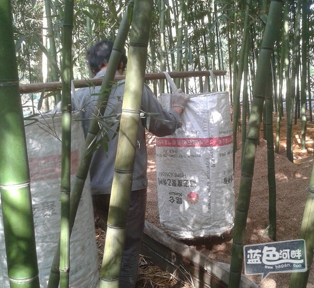 冬天能吃到春笋吗 140850o3t7y338qr8i64z3.jpg