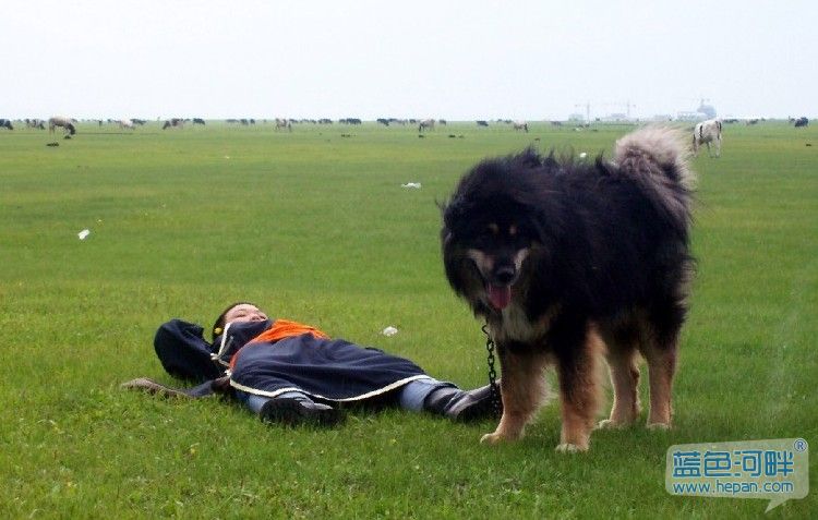 视频: 蒙古利亚高原的草地牧羊犬
