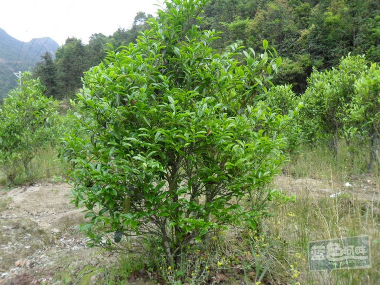 鸭屎香茶树jpg