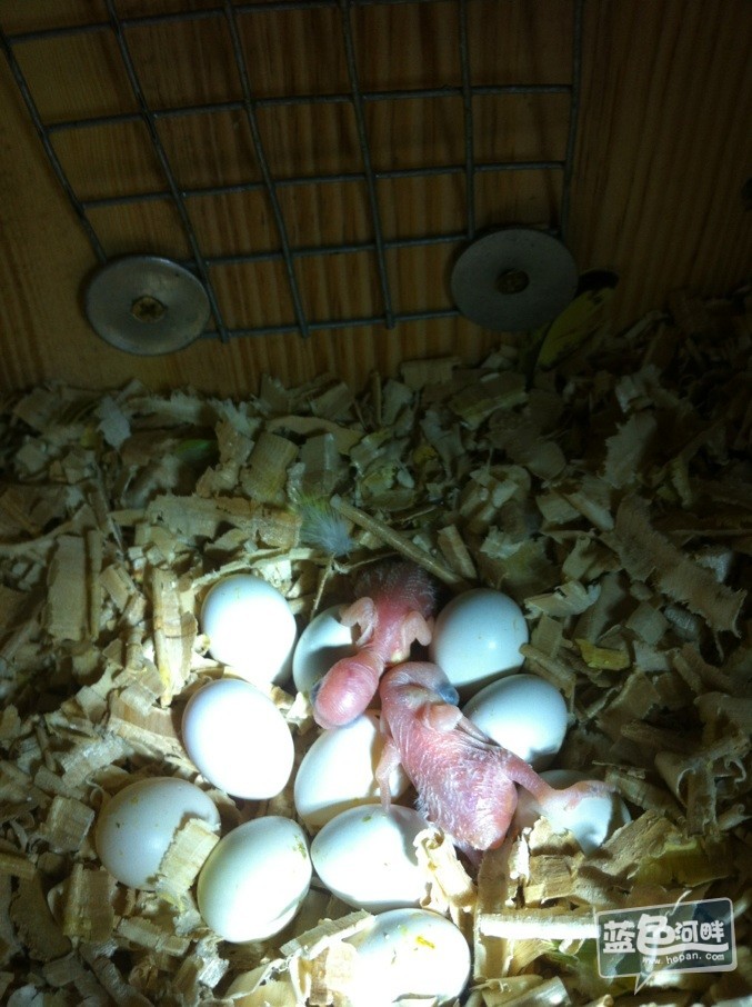 家里的虎皮鹦鹉生蛋了,现在还孵出小鸟来了,快过来看看